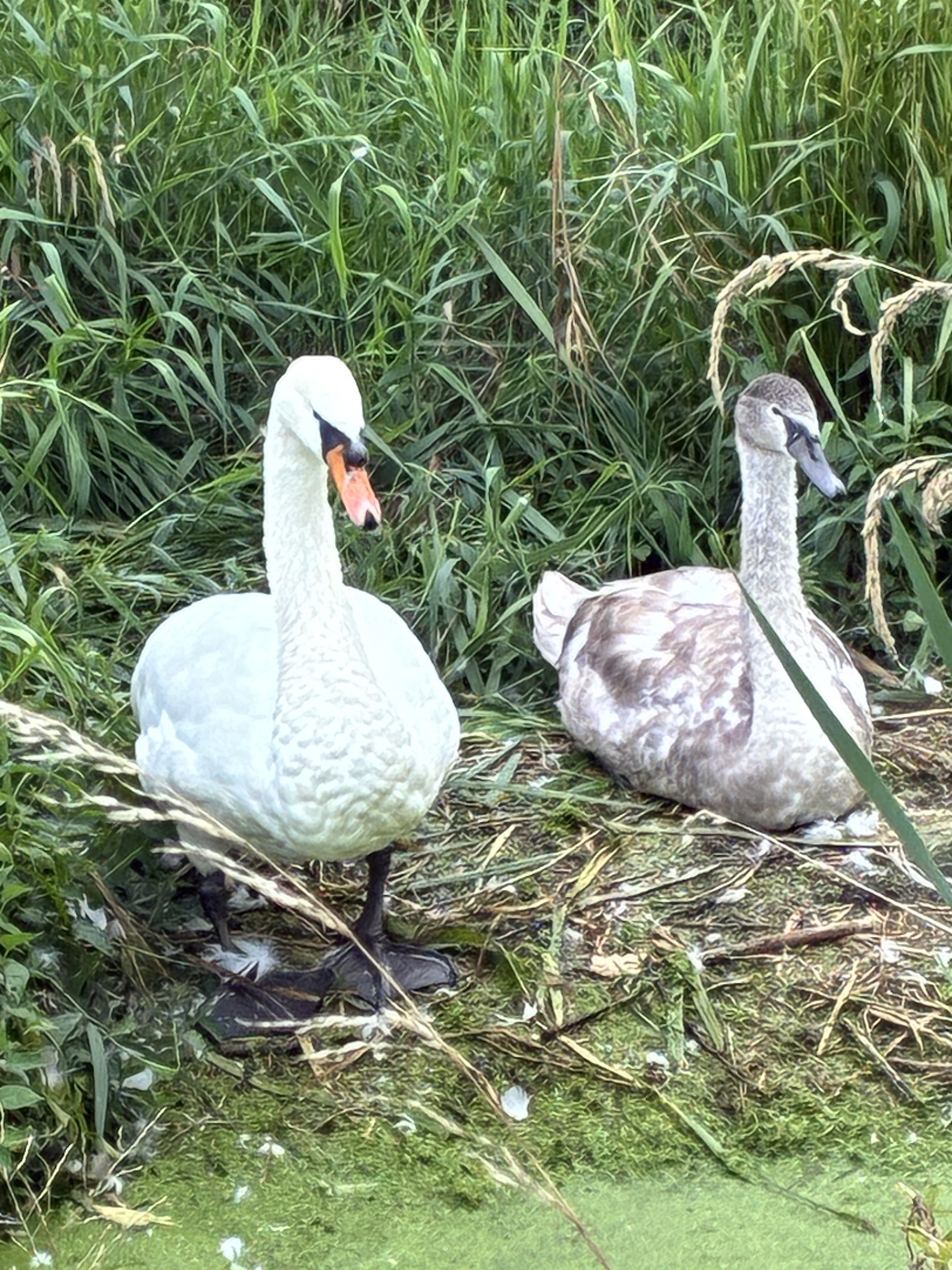 Sean and cygnet