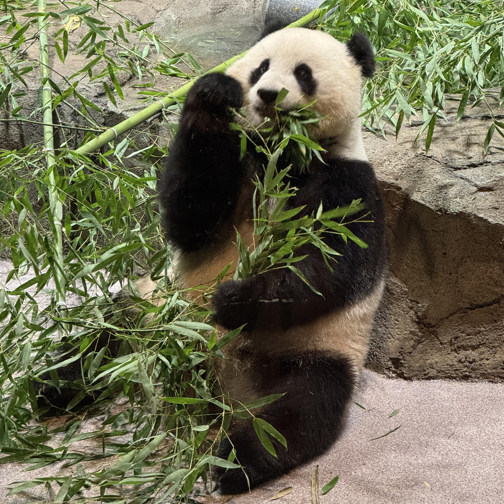 Qing Bao (青宝) at the Smithsonian's National Zoo and Conservation Biology Institute